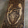 Iphone 7 case 2019 engraved wood